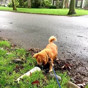 Meet your Posher, Tserendash